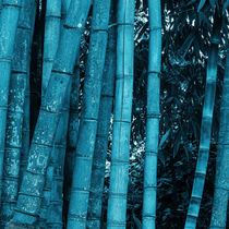 turquoise bamboo von erich-sacco