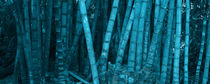 Panoramic of turquoise bamboo vegetation von erich-sacco
