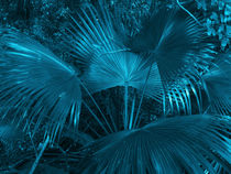 turquoise coconut foliage von erich-sacco
