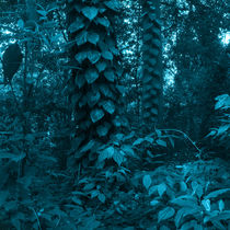 vegetation of the Brazilian forest von erich-sacco