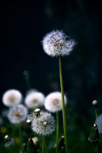 Pusteblume by Franziska Giga Maria