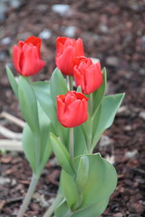 Rote Tulpen by Gerda Hutt