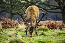 Deer grazing grass in parkland von Steve Mantell