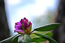 Rhododendronknospe... 4 von loewenherz-artwork