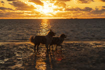 Abends am Hundestrand von Heidi Bollich