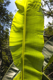banana leaf von césarmartíntovar cmtphoto
