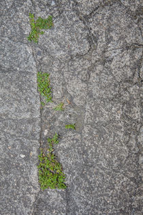 small forest in city von césarmartíntovar cmtphoto