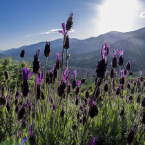 lavender forest von césarmartíntovar cmtphoto