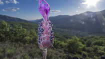 lavender flower von césarmartíntovar cmtphoto