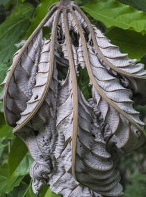 dry fern leaf von césarmartíntovar cmtphoto