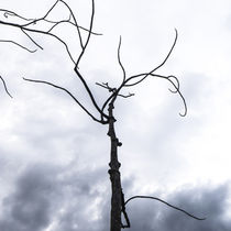 dry branches von césarmartíntovar cmtphoto