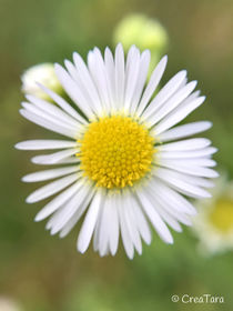 Gänseblümchen von Katrin Hahn