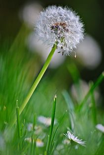 Pusteblume... 2 by loewenherz-artwork