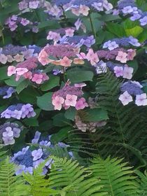 blaue Hydrangea von Beate Horváth