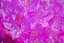 Rhododendron... 1 by loewenherz-artwork