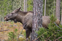 Der König der schwedischen Wälder by Margit Kluthke