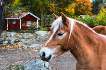 Gotland Pony im Portrait von Margit Kluthke