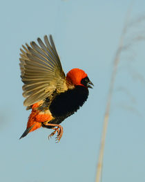 Southern Red Bishop in flight von Yolande  van Niekerk