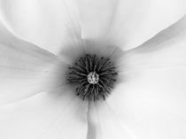 Flower von Andrea Friederichs-du Maire