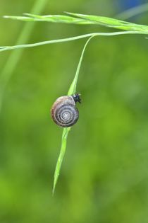 Kleine Schnecke von Claudia Evans