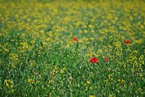 Mohn im Rapsfeld... by loewenherz-artwork