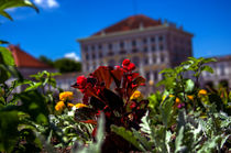 Blumen im Schlosspark Nympfenburg by Michael Naegele