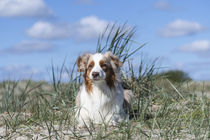 Australian Shephard in den Dünen von Heidi Bollich