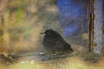 Junger Vogel  ( Hausrotschwanz )   am alten Fenster von Claudia Evans