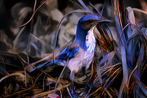 Blue Jay by Artly Studio