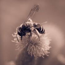 Biene auf Blüte monochrome Kunstfotografie by Christine Maria Grosche