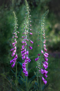 Digitalis Fingerhut Heilpflanze im Wald von Christine Maria Grosche