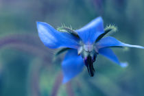 Borretsch blaue Blüte Heilkräuter von Christine Maria Grosche