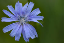 Wegwarte blaue Blüte Heilpflanze wildkräuter Bachblüte Chicory von Christine Maria Grosche