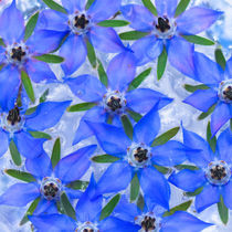 Borretsch Blüten blau von Christine Maria Grosche