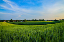 Dorfidylle bei Kandel Rheinland Pfalz Bauerndorf eingebettet von Kornfelder by Christine Maria Grosche