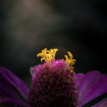 Blüten Makro im Garten von Markus  Stocker