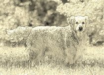 Digital Art Golden Retriever by kattobello