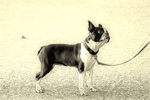 Digital Art Boston Terrier by kattobello