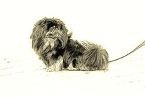 Digital Art Pekinese von kattobello