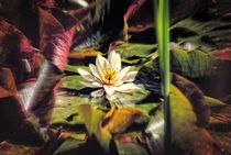 Water Lilly von Peter Hebgen