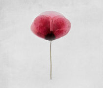 Poppy by Anne Seltmann