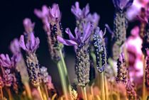 Lavender Dream von Peter Hebgen