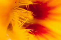 Bright colors leuchtende Farben Frohsinn  Blütenwunder von Christine Maria Grosche
