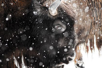 Snowy wildlife. by Tobias Otto