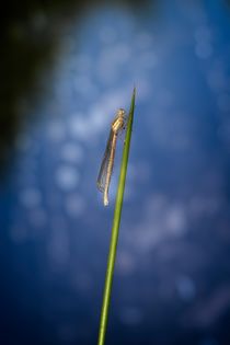 Gemeine Federlibelle  by Claudia Evans