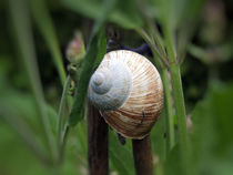 Schnecke von gabriela baumann