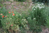 Klatschmohn, Kamille und Schafgarbe von Gerda Hutt