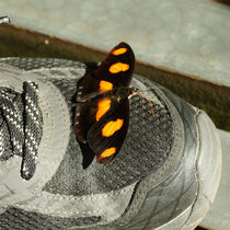 Schmetterling auf einem Schuh by Sabine Radtke