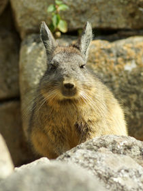 Bergviscacha in Machu Picchu von Sabine Radtke