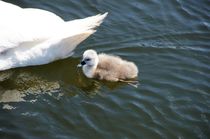 Höckerschwan Jungtier auf dem Wasser - Schwan Küken by Juana Kreßner